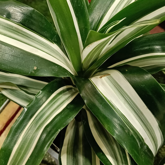 Dracaena fragrans 'Jade Jewel' (Cornstalk Dracaena)