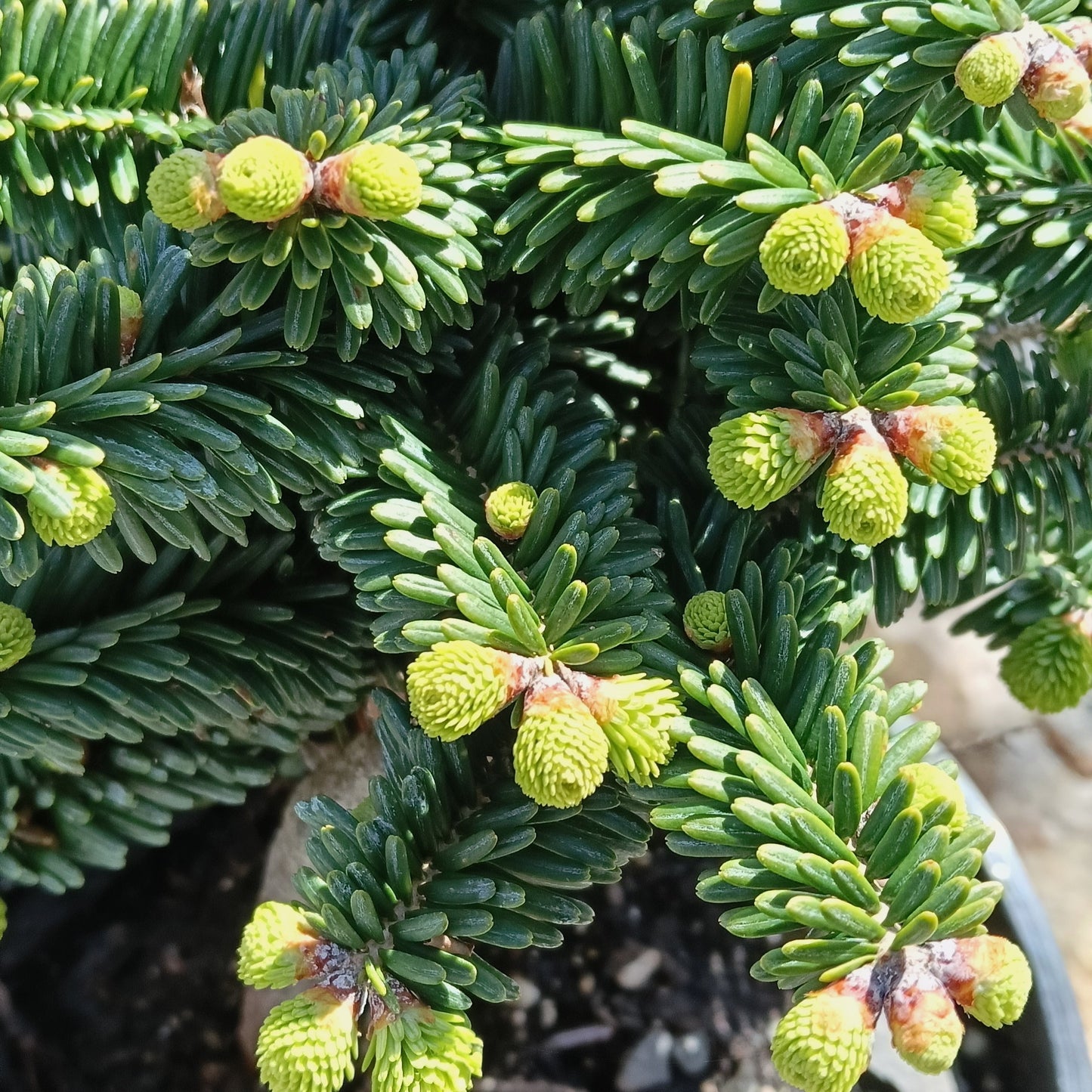 Abies balsamea (Balsam Fir) S003