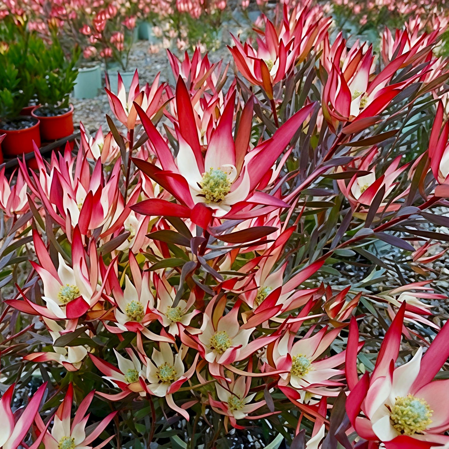 Leucadendron salignum 'Jack Harre' (Conebush)