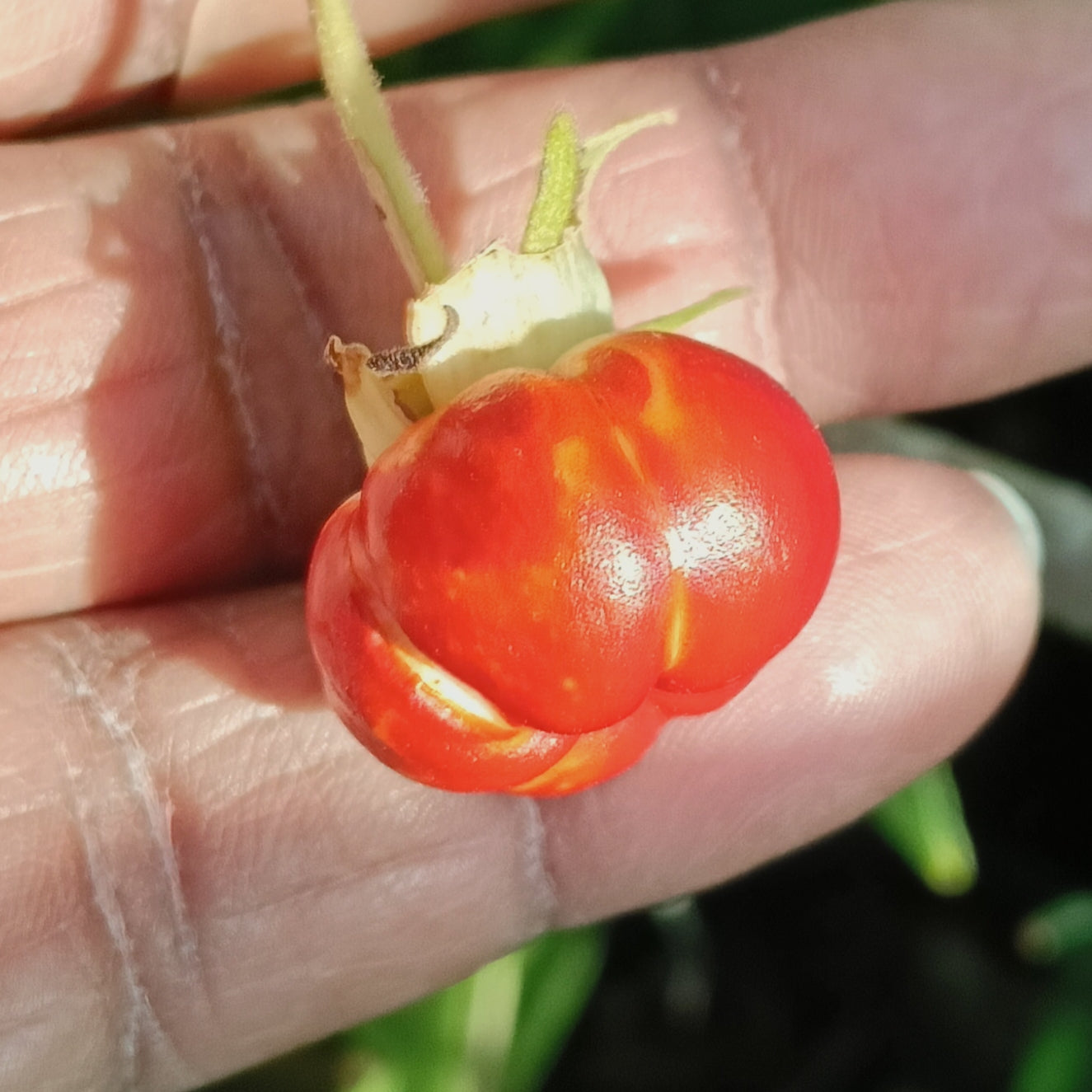 Malvaviscus arboreus (Wax Mallow, Turk's Cap)