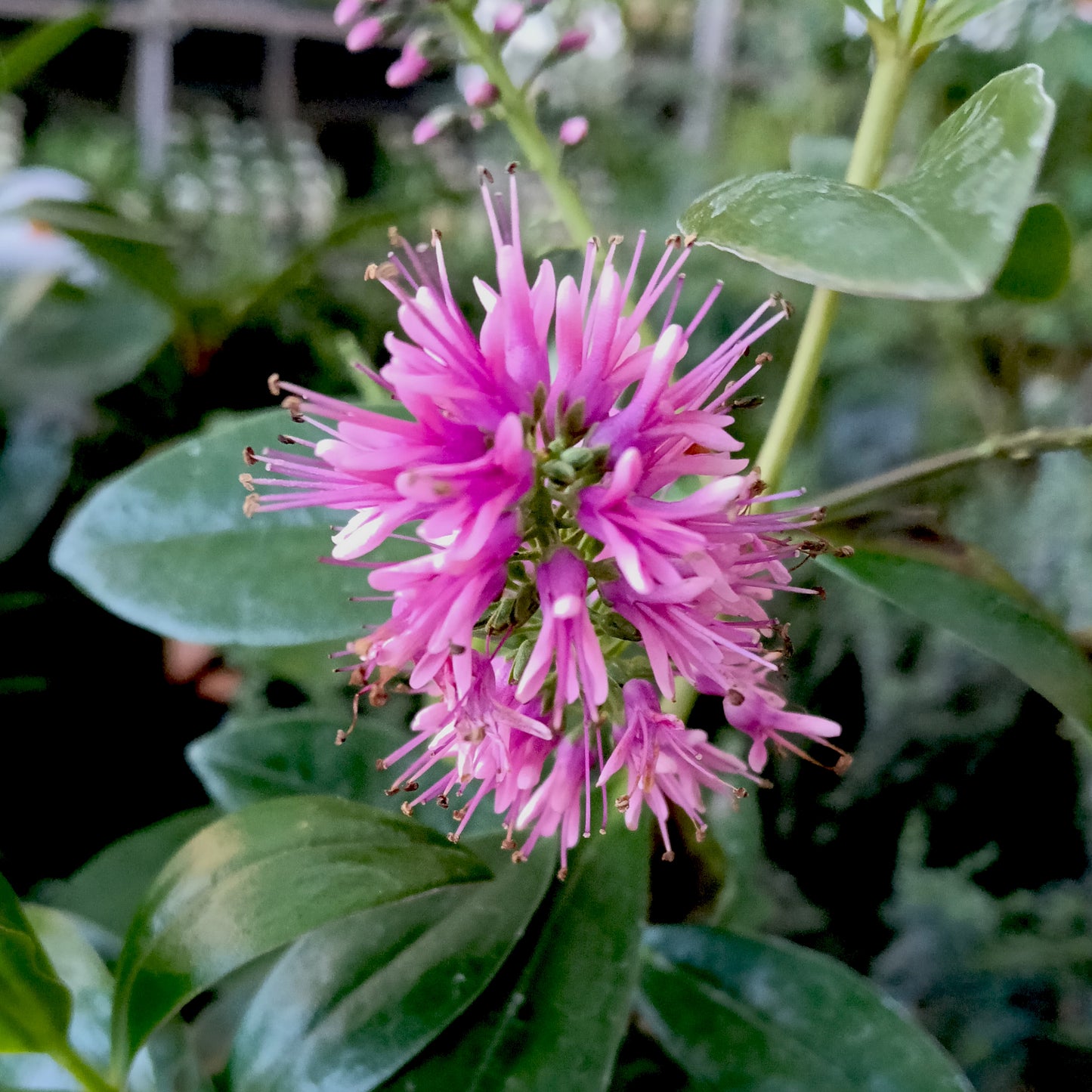 Veronica speciosa 'Eveline' (Hebe)
