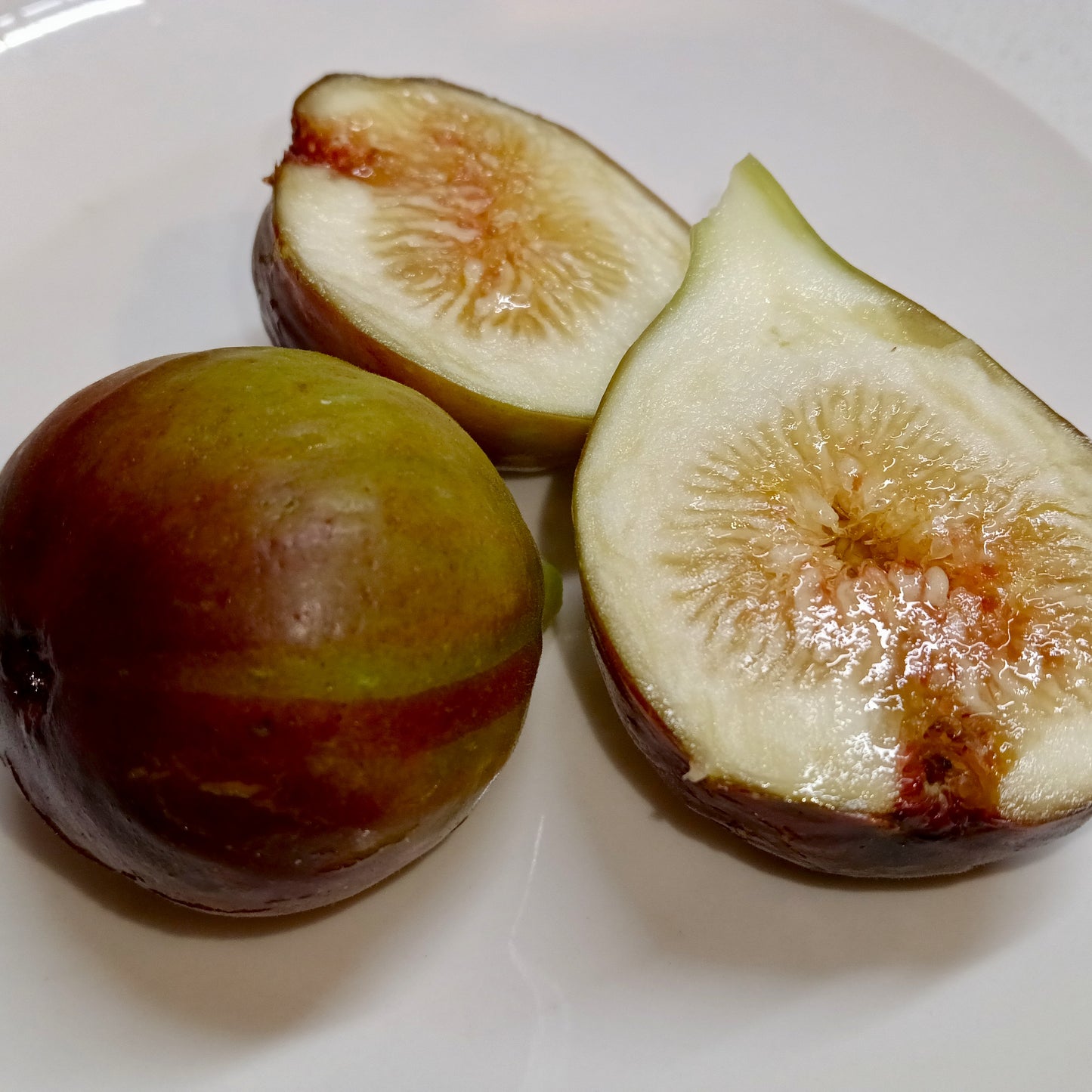 Ficus carica 'Mrs. Williams' (Fig)