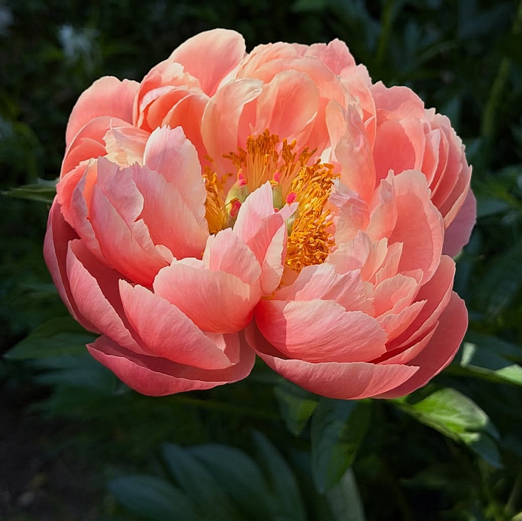 Paeonia lactiflora 'Coral Charm' (Peony)