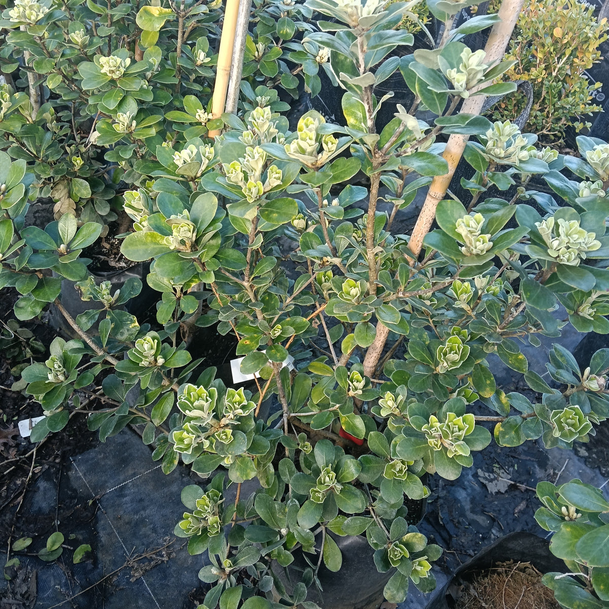 Pittosporum crassifolium 'Pot Belly' (Karo, Stiffleaf Cheesewood) PVR
