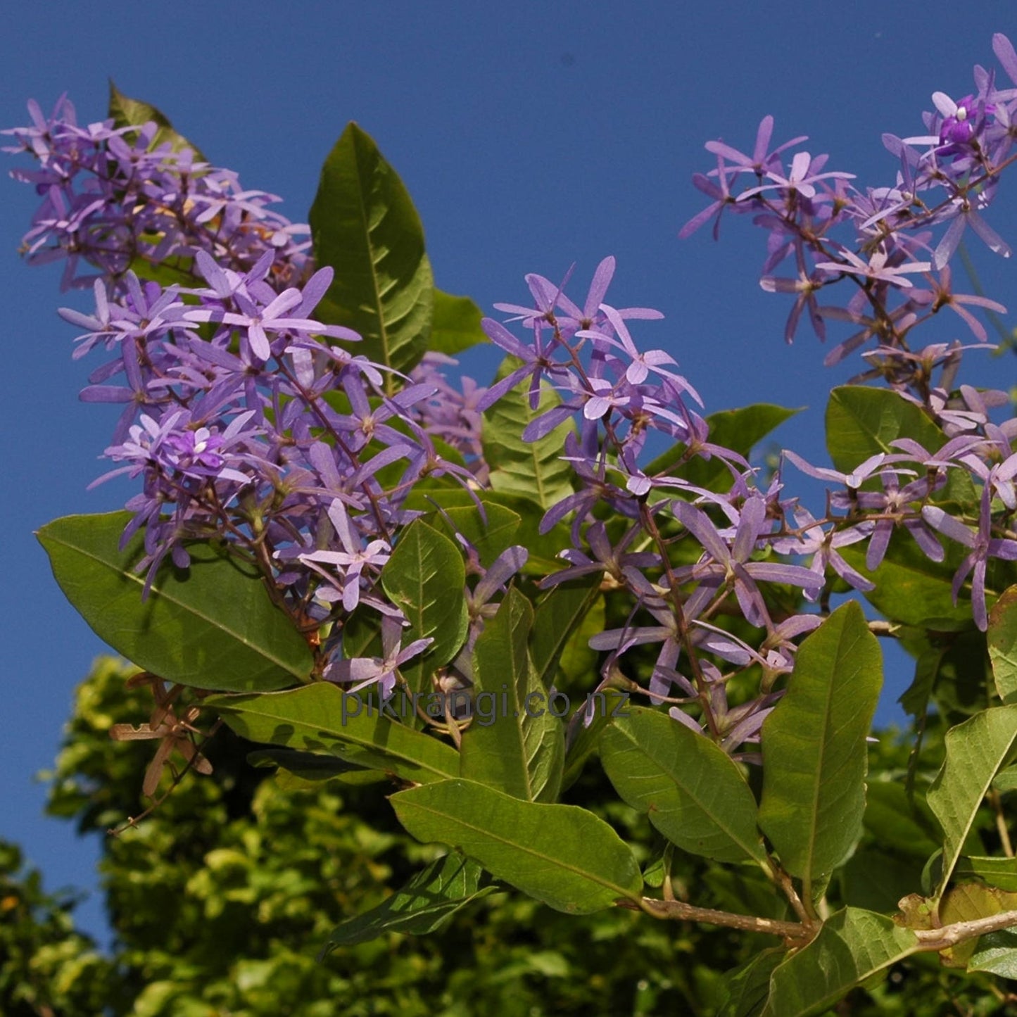 Petrea volubilis (Sandpaper Vine) S016
