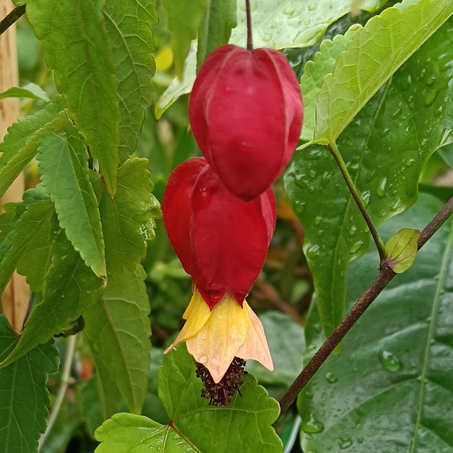 Callianthe megapotamicum (Trailing Abutilon)
