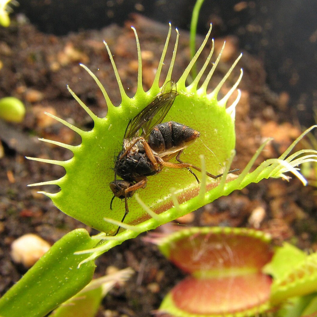 Dionaea muscipula (Venus Flytrap)