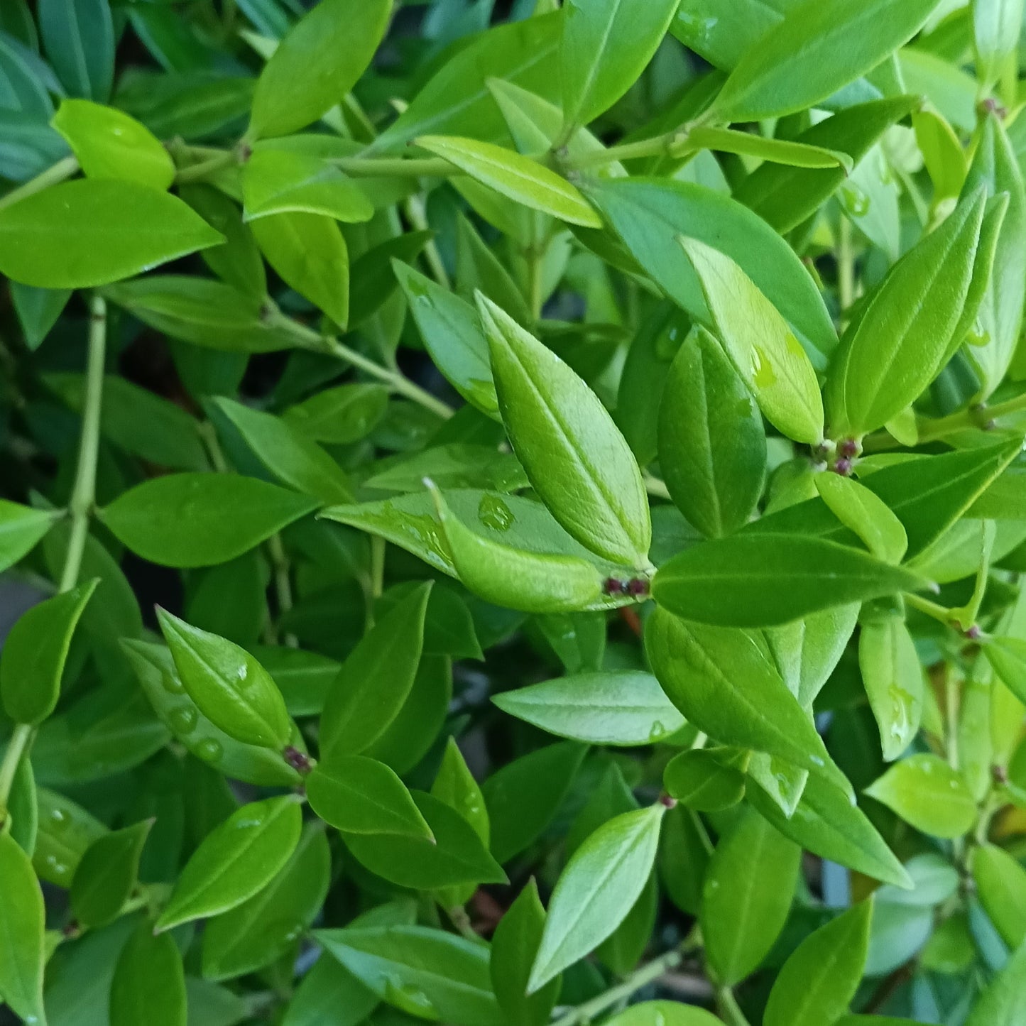 Metrosideros umbellata 'Gold Blush' (Southern Rātā) Pikirangi Online Garden Centre