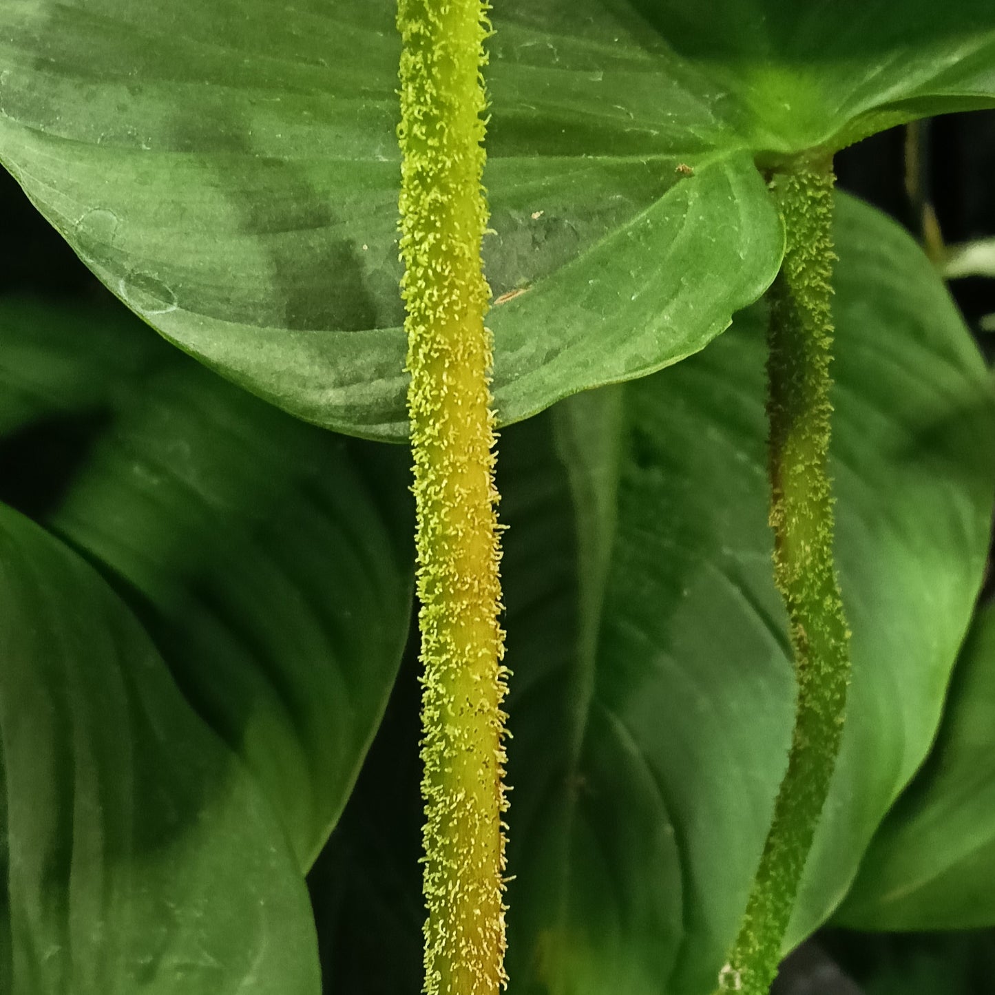 Philodendron gloriosum (Creeping Velvet Philodendron)