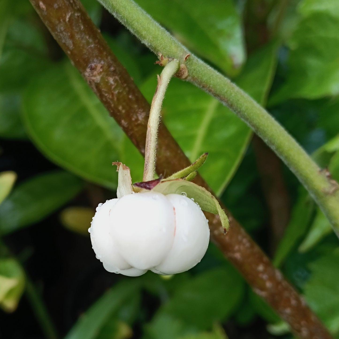 Malvaviscus arboreus (Wax Mallow, Turk's Cap)