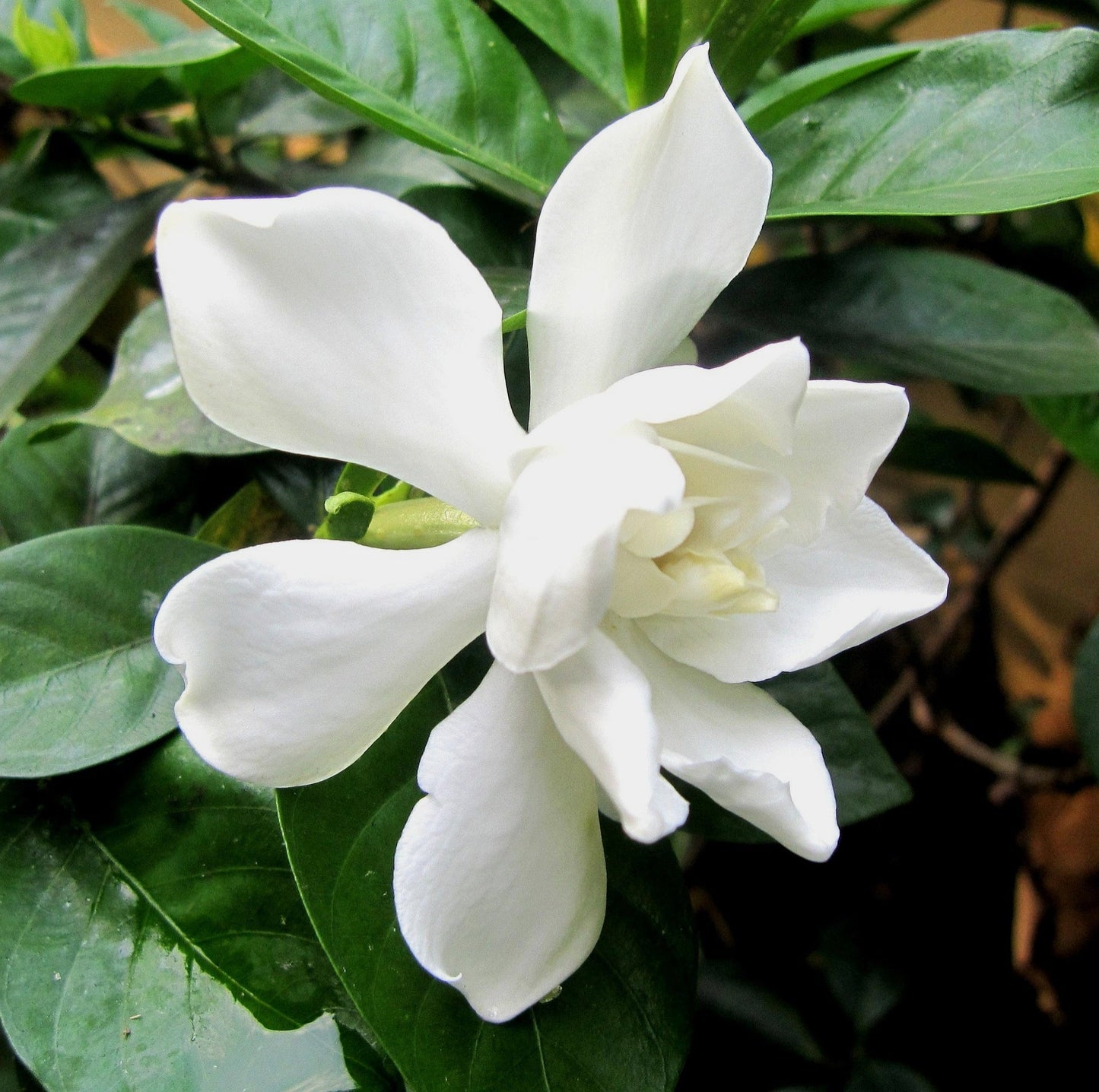Gardenia jasminoides 'Four Seasons' (Cape Jasmine) Pikirangi