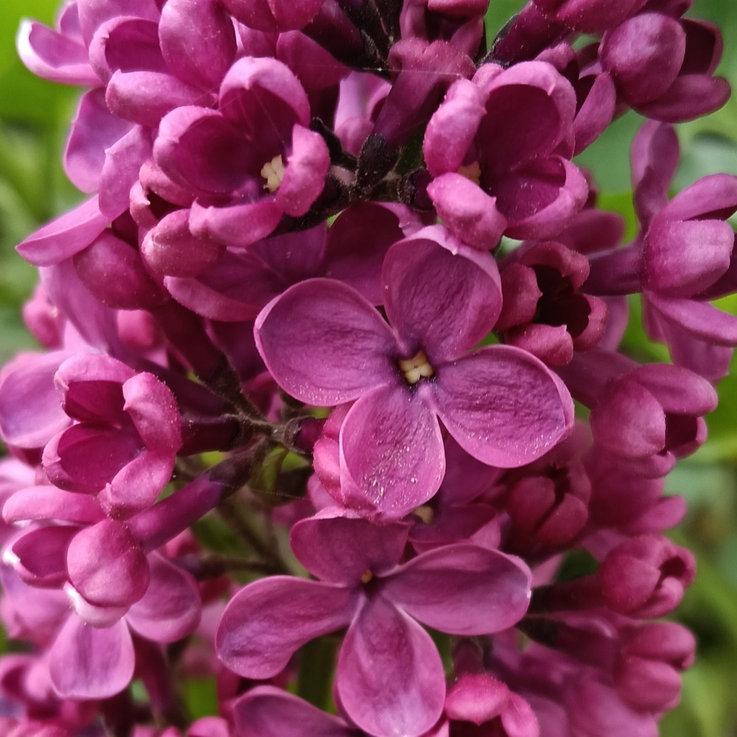 Syringa vulgaris 'Souvenor de Louis Spaeth' (French Lilac)