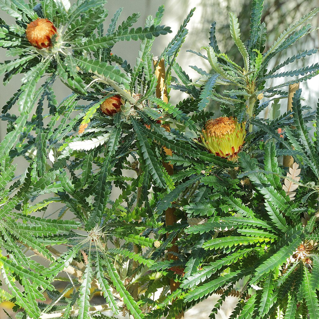 Banksia formosa (Showy Dryandra) S006