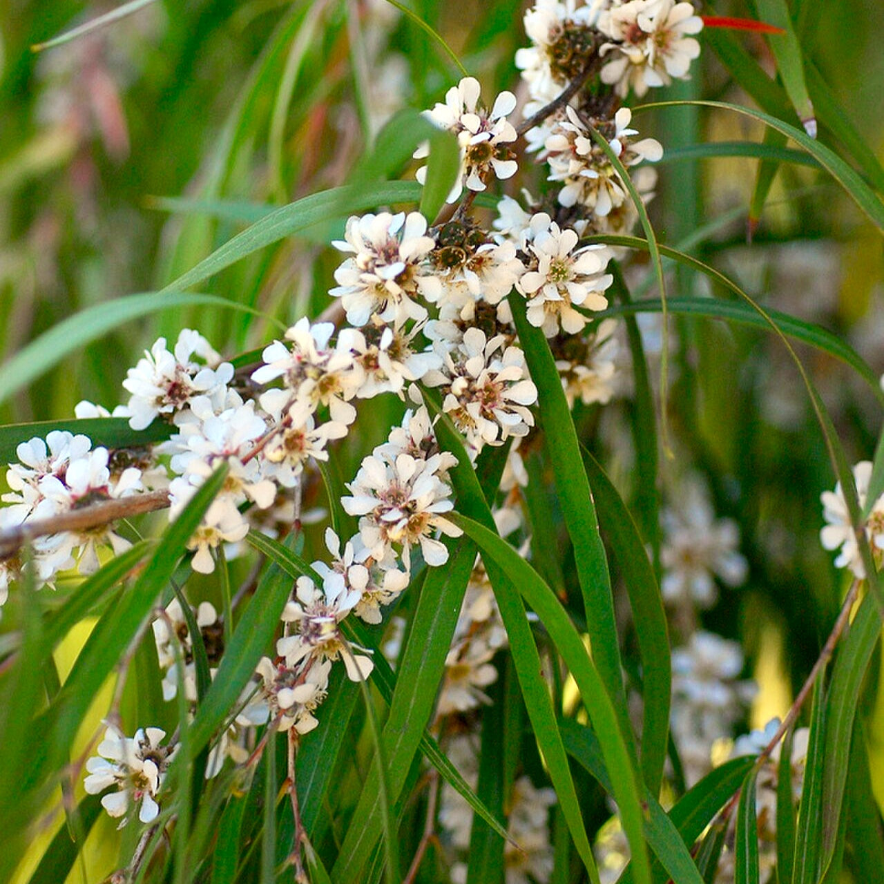 Agonis flexuosa (Willow Myrtle)
