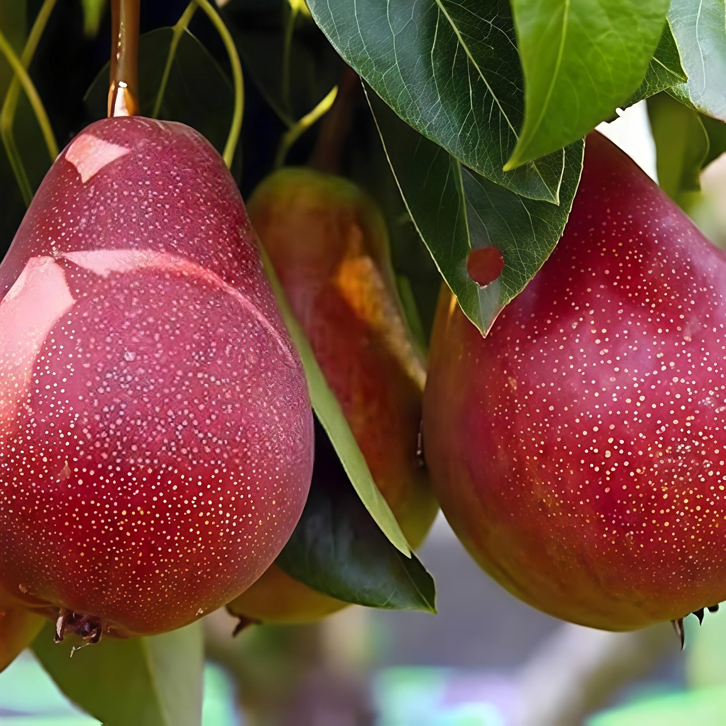 Pyrus communis 'Red Bartlett' (Pear)