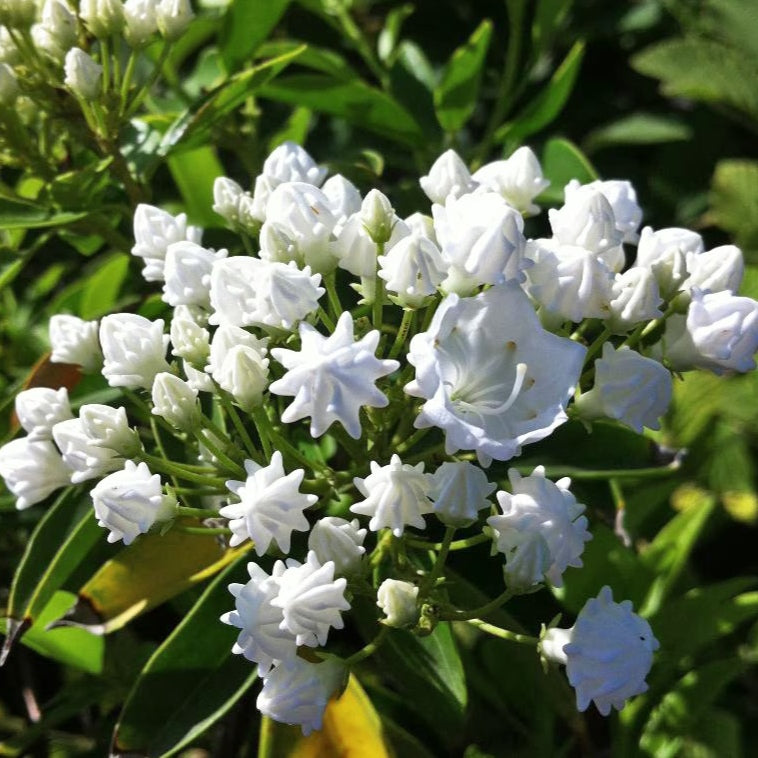 Kalmia latifolia 'Pristine' (Mountain Laurel)