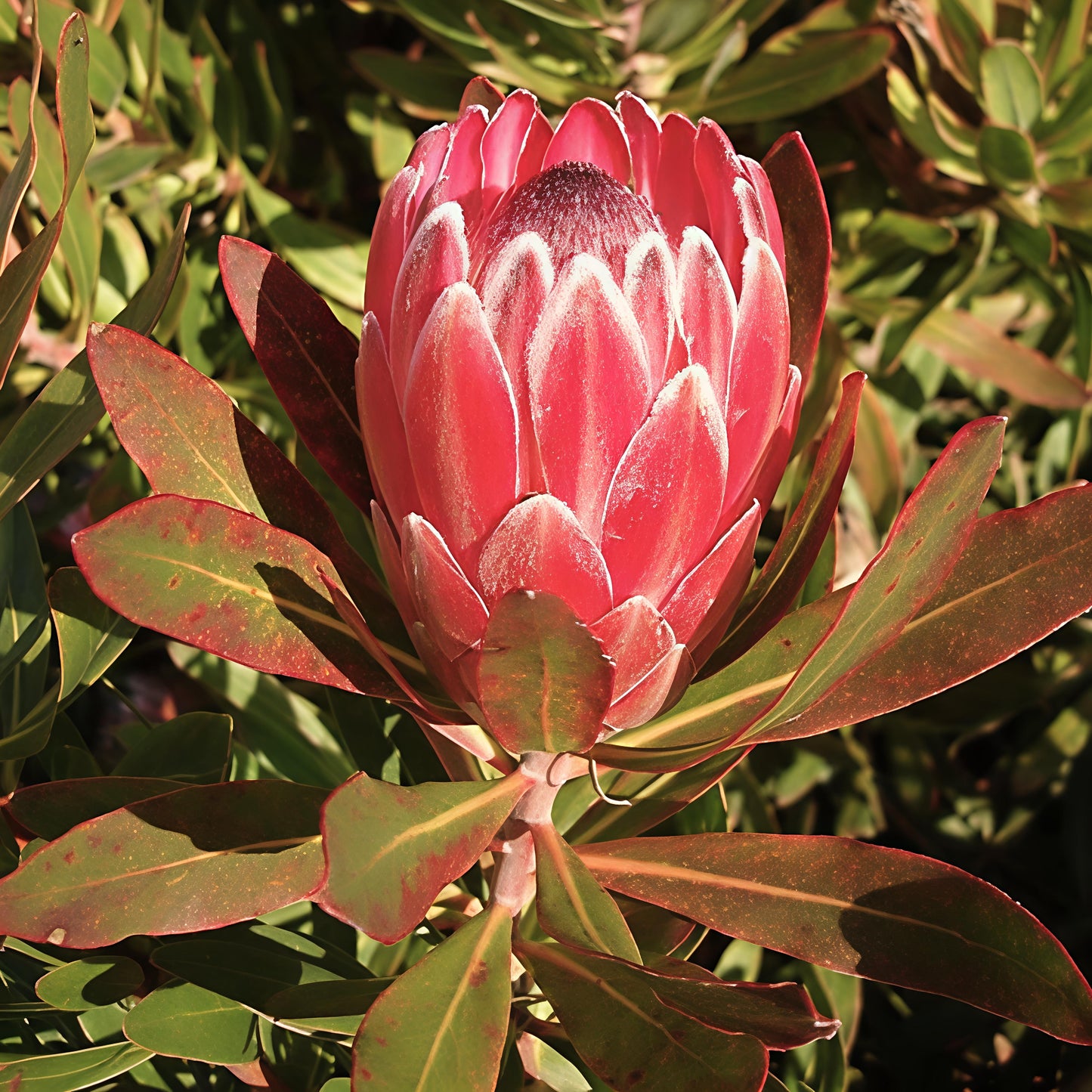 Protea neriifolia 'Pink Ice' (Oleander-leaved Sugarbush) S009