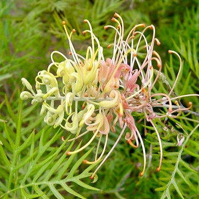 Grevillea 'Peaches & Cream' PVR (Spider Flower) S002