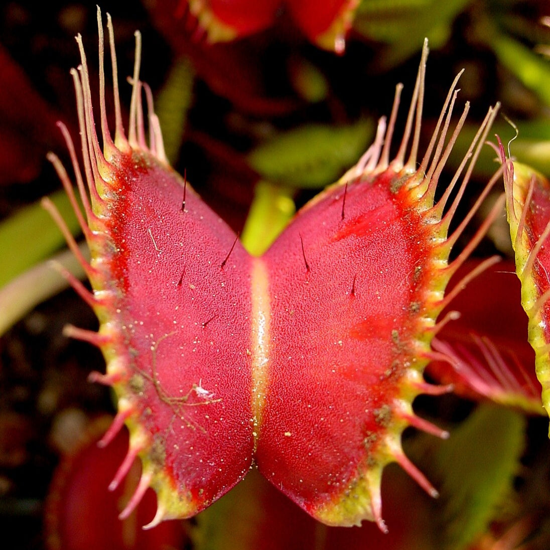 Dionaea muscipula (Venus Flytrap)