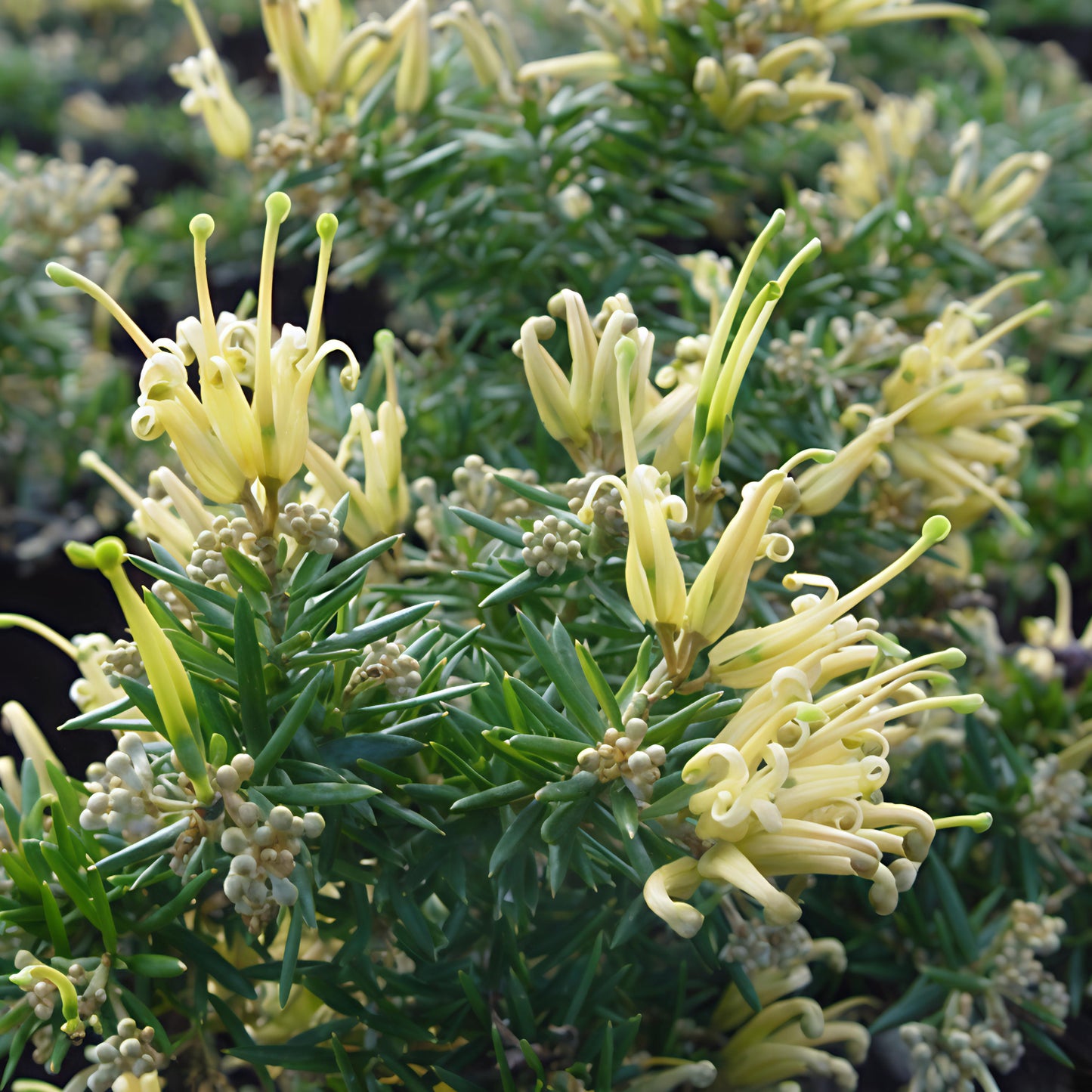 Grevillea prostrata 'Aurea' (Pallarup Grevillea)