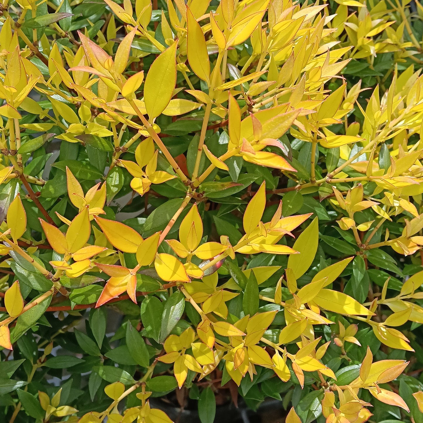 Metrosideros umbellata 'Yellow' (Southern Rātā) Pikirangi Online Garden Centre