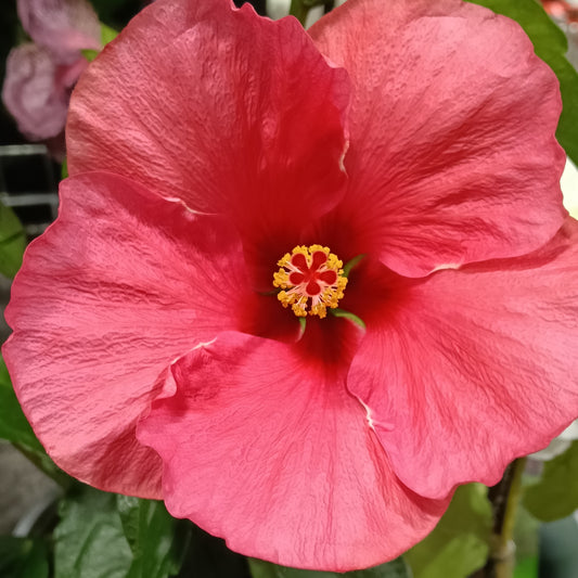 Hibiscus rosa-sinensis HibisQs® 'Adonicus Dark Pink'
