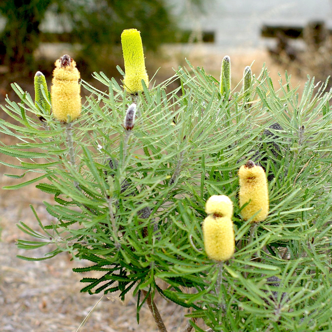 Banksia attenuata (Candlestick Banksia) S006
