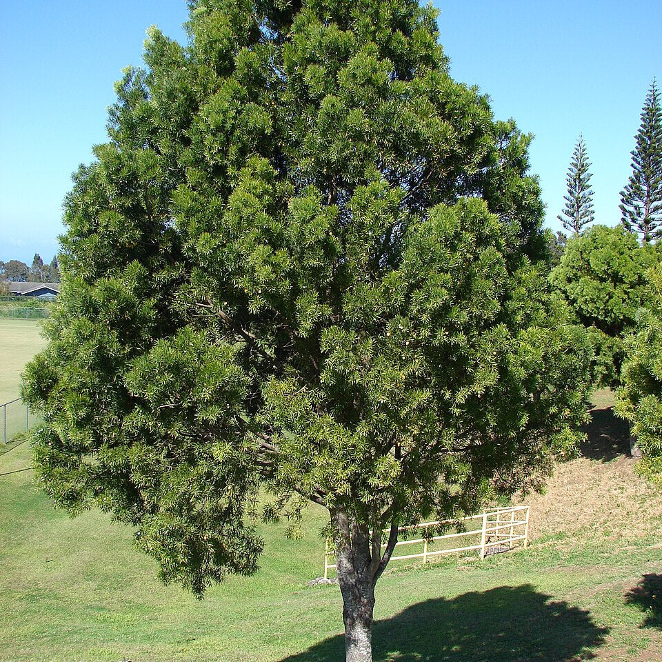 Afrocarpus gracilior (African Fern Tree) Pikirangi Online Garden Centre