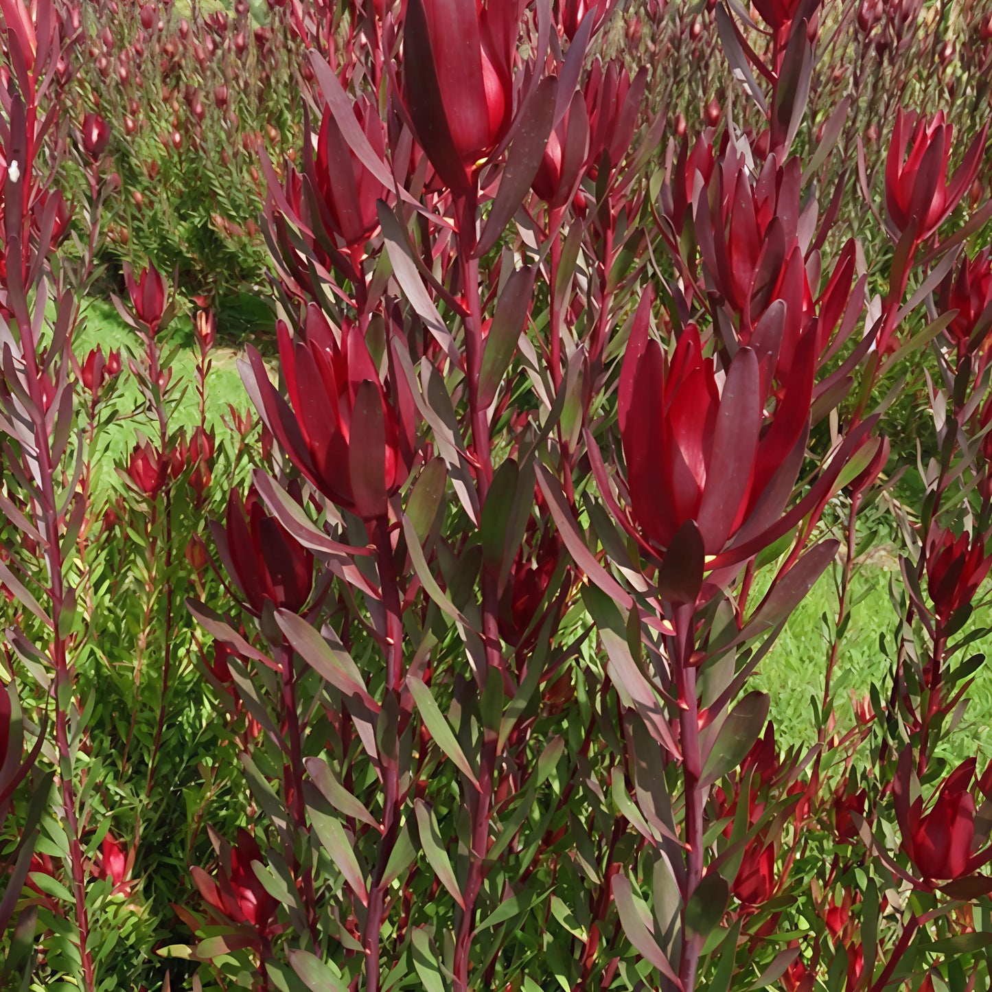 Leucadendron 'Loving Memories' (Conebush) Pikirangi Online Garden Centre