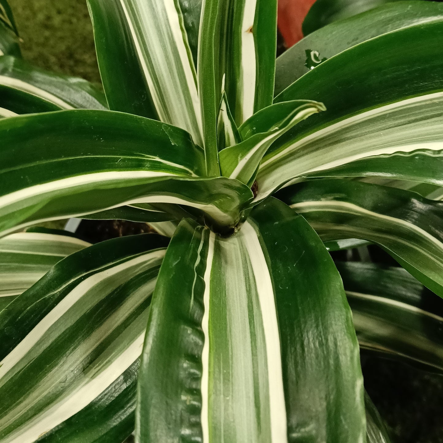 Dracaena fragrans 'Jade Jewel' (Cornstalk Dracaena)