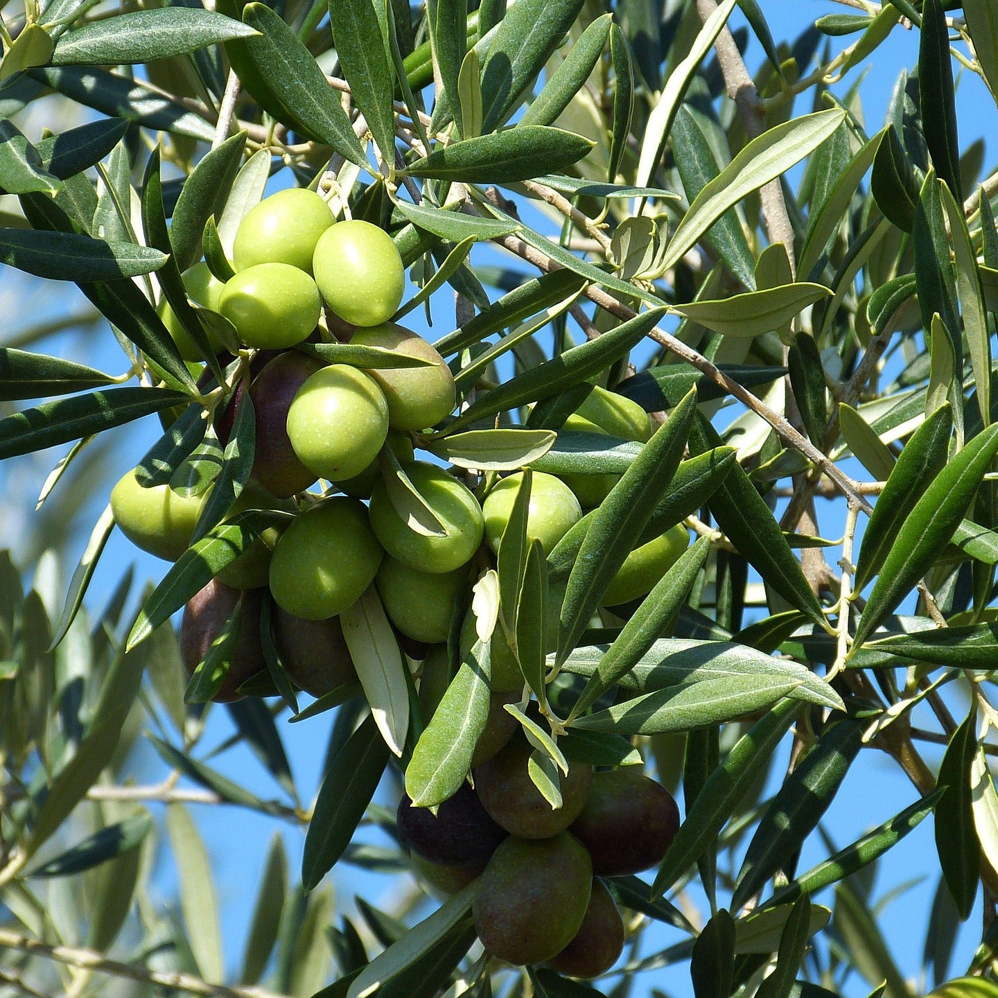 Olea europea 'Rakino' (Olive)
