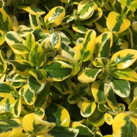 Coprosma repens 'Green & Gold' (Taupata) Pikirangi