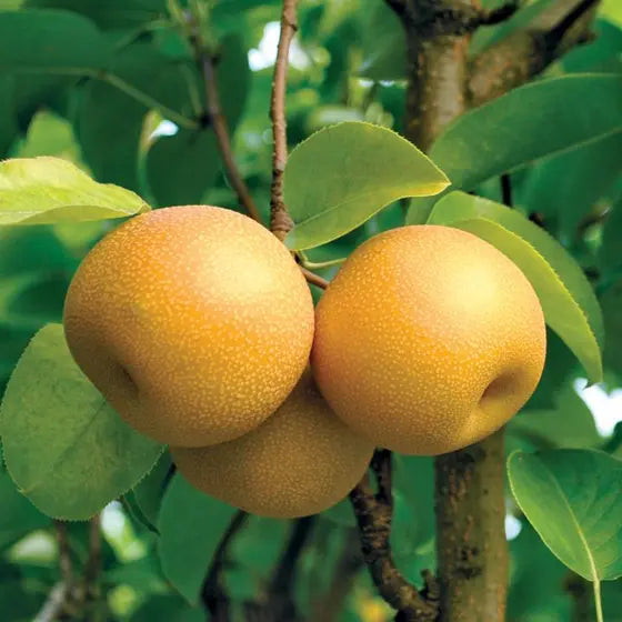 Pyrus pyrifolia 'Nashi Hosui' (Asian Pear) Pikirangi