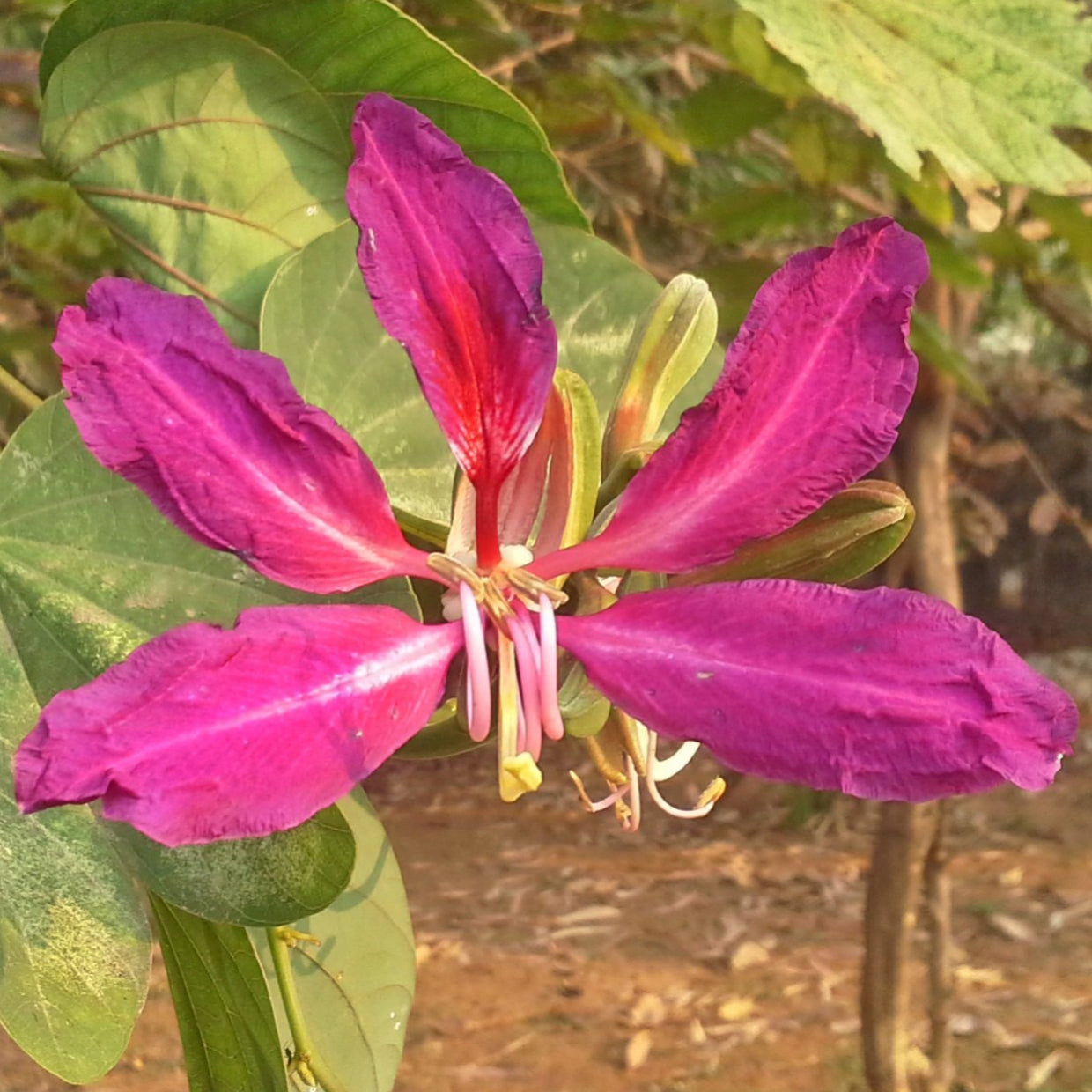 Bauhinia purpurea (Orchid Tree)