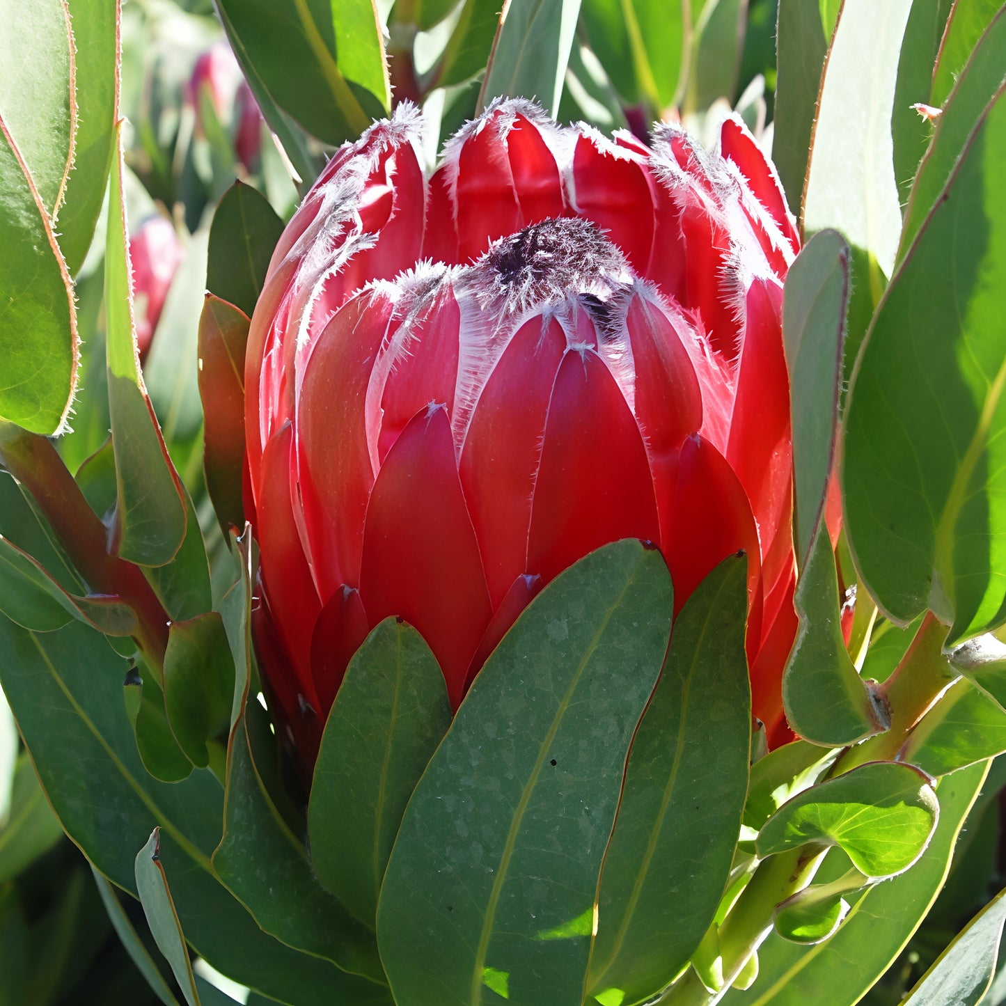 Protea 'Deep Secret' (Sugarbush) S009
