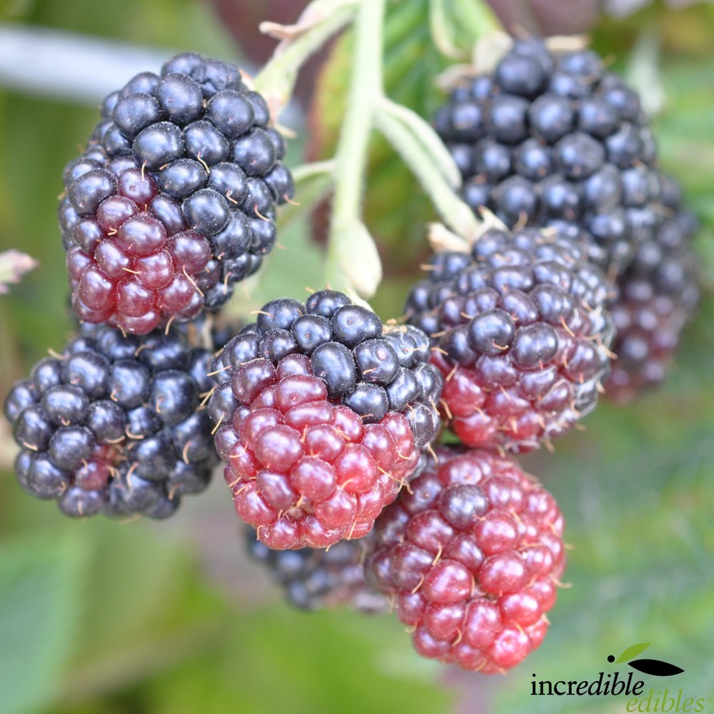 Rubus 'Black Satin' (Blackberry)