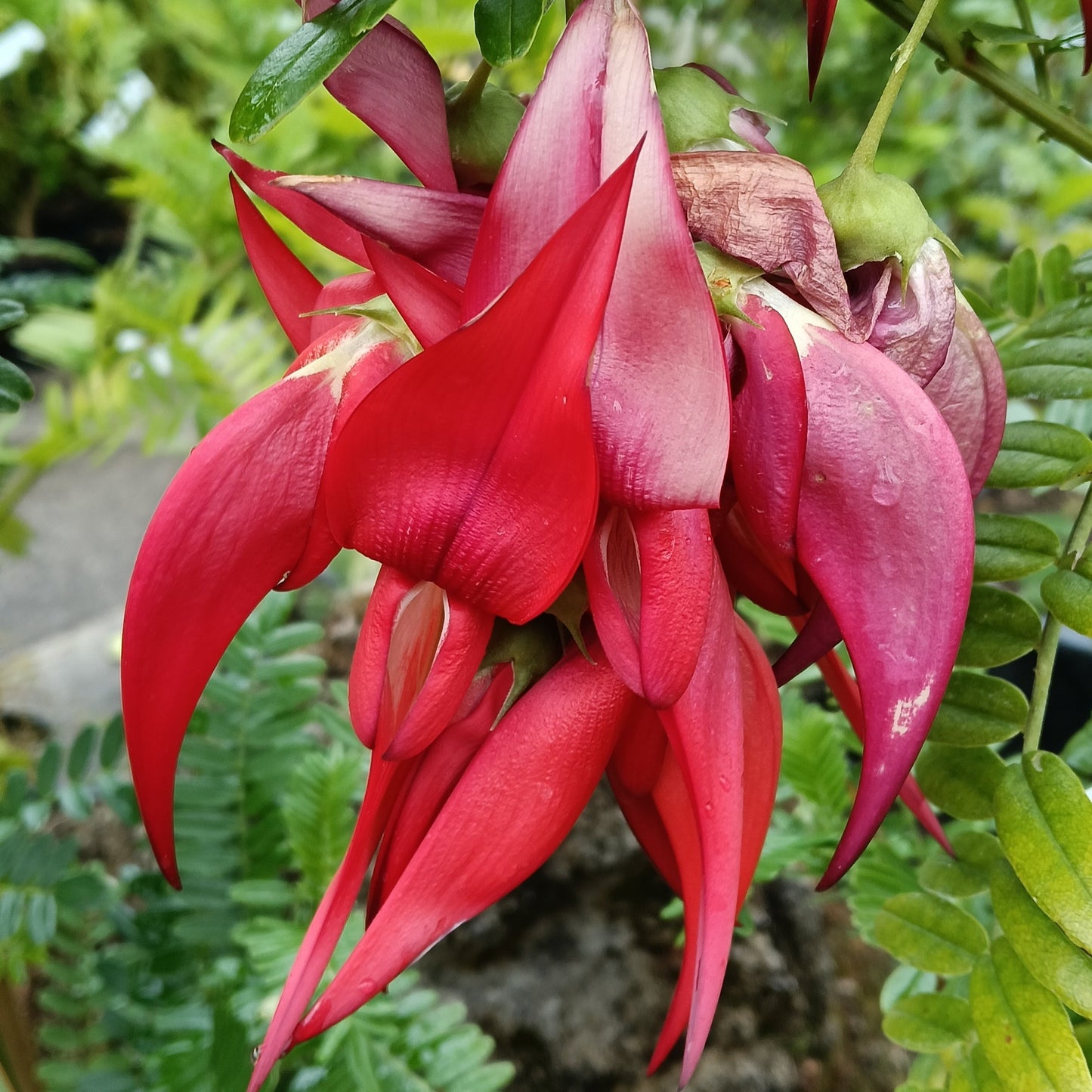 Clianthus puniceus 'Red Cardinal' (Kākābeak, Ngutukākā) Pikirangi Online Garden Centre