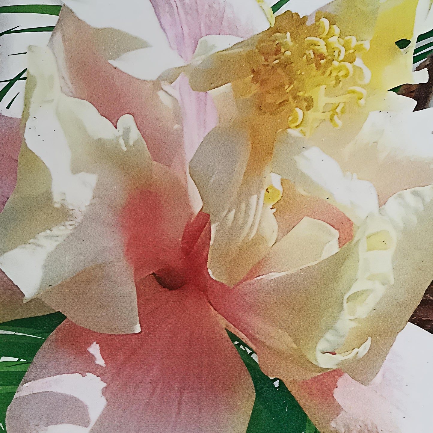 Hibiscus x rosa-sinensis 'Butterfly Wings' (Fijian Hibiscus)