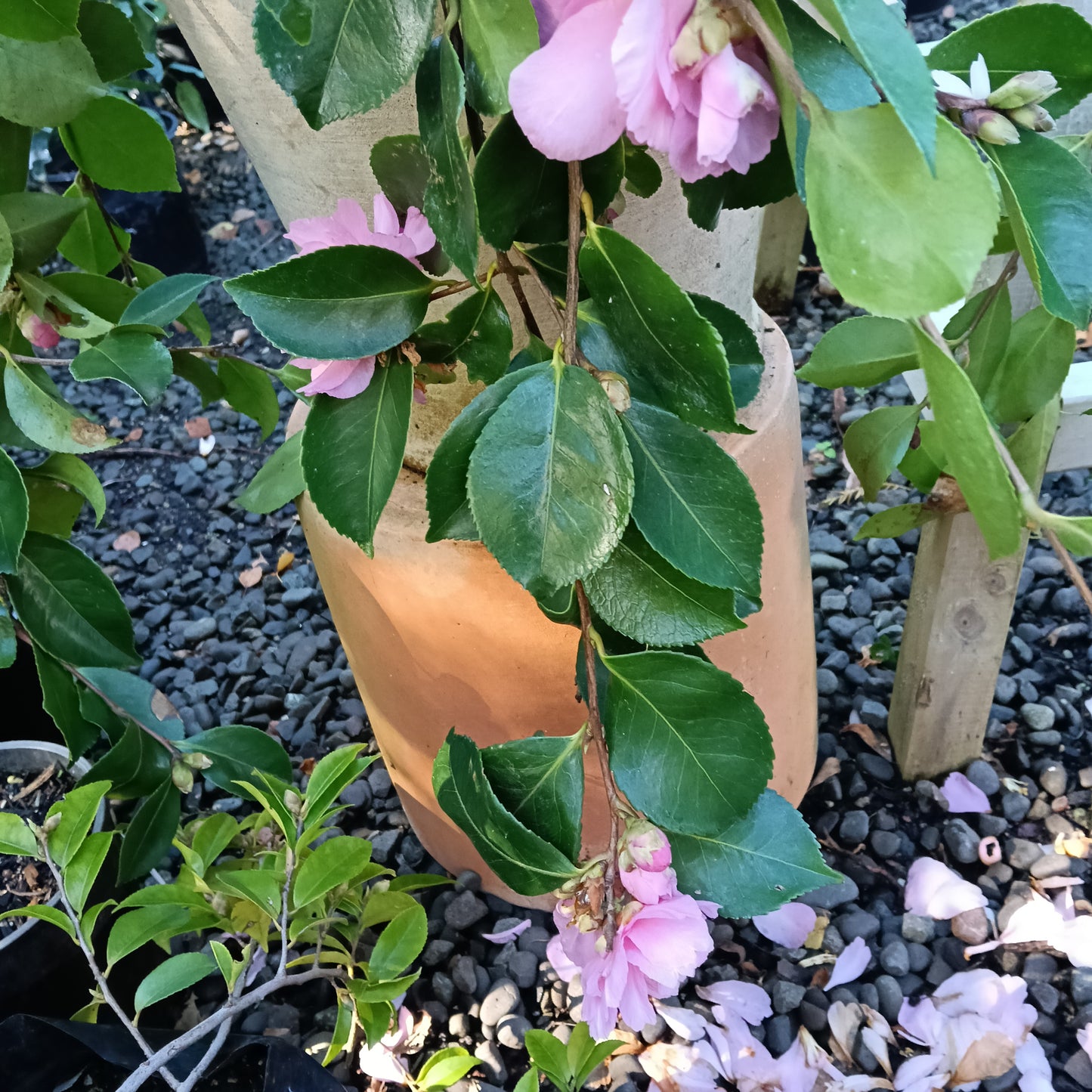 Camellia sasanqua 'Marge Miller'
