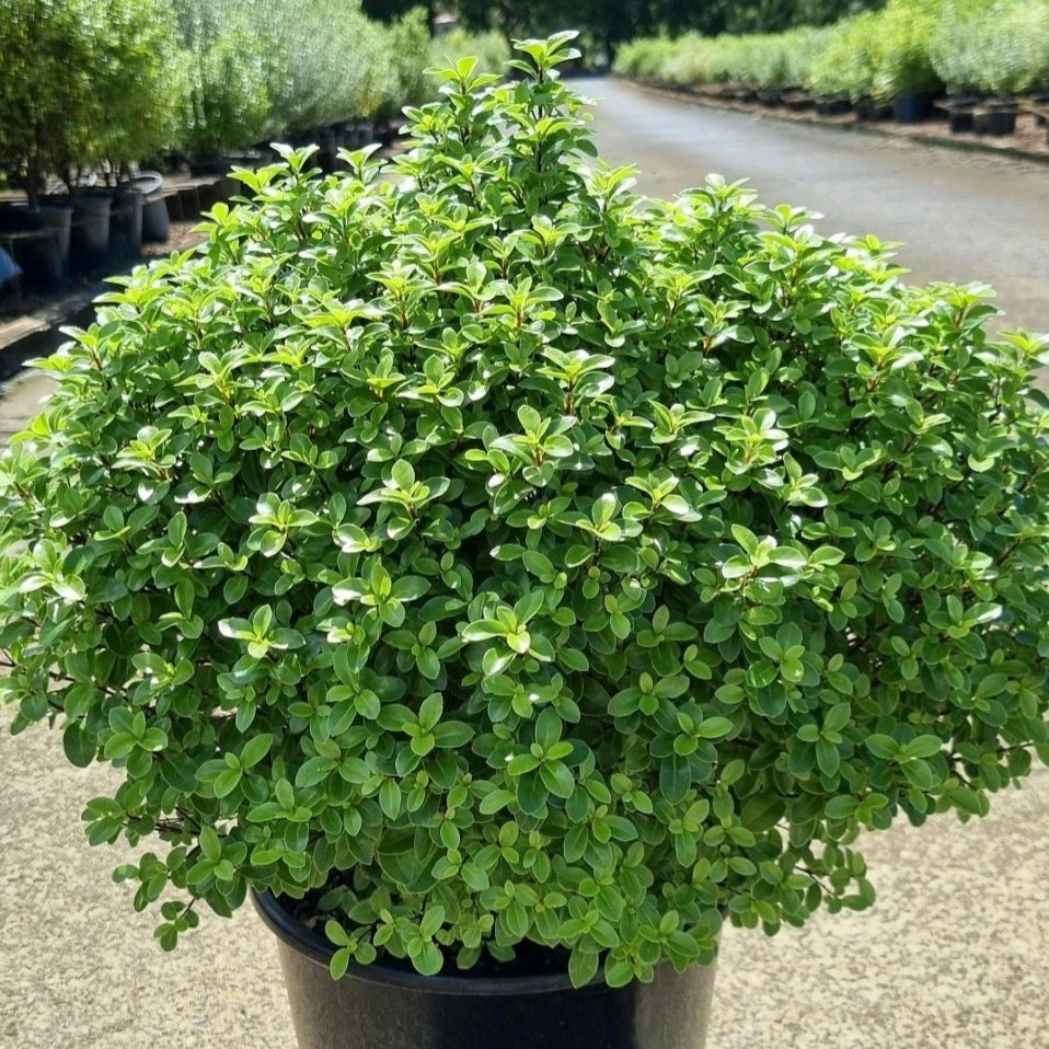 Pittosporum tenuifolium 'Little Gem' (Kōhūhū, Black Matipo) Pikirangi