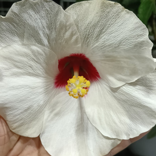 Hibiscus rosa-sinensis HibisQs® 'Adonicus Pearl'