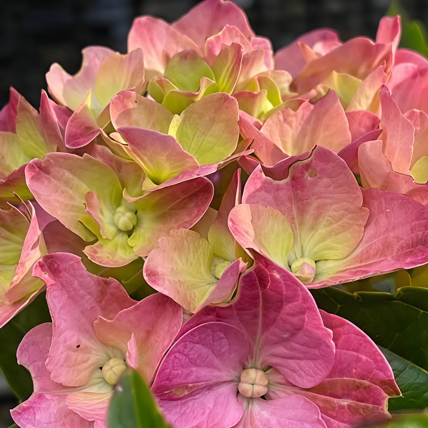 Hydrangea macrophylla 'Sharona'