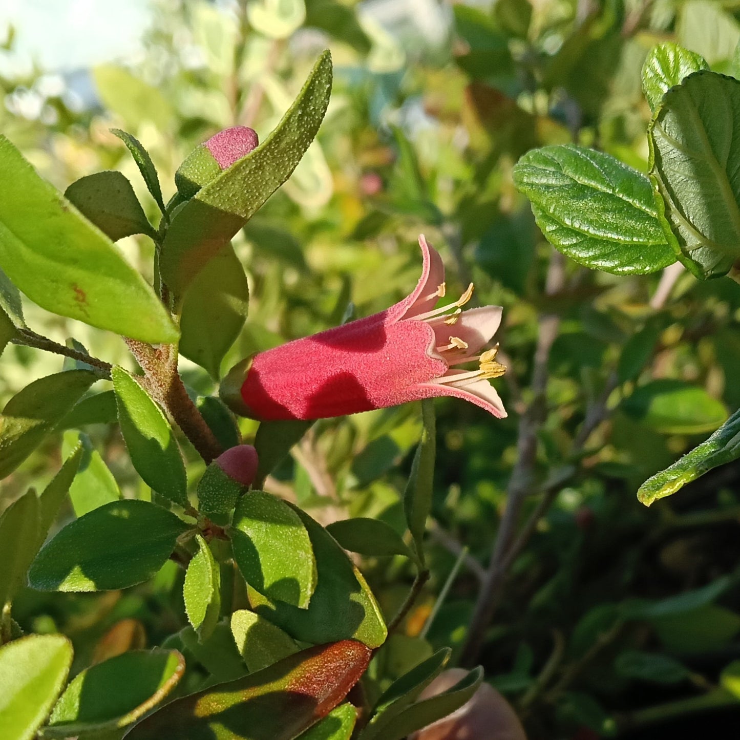 Correa 'Dusky Bells' (Australian Fuchsia) Pikirangi Online Garden Centre