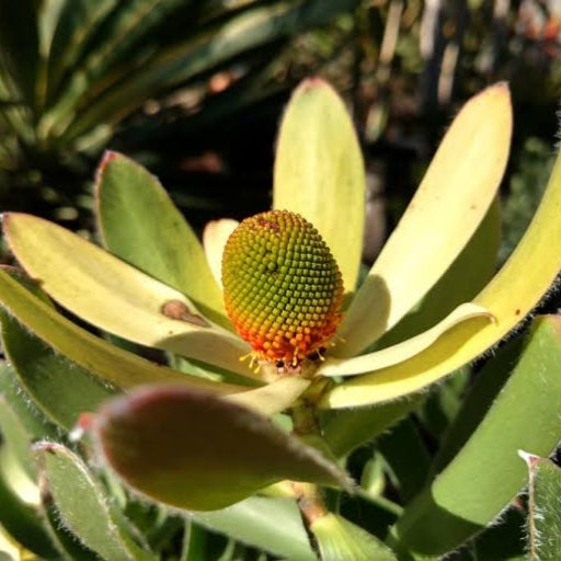 Leucadendron 'Cloudbank Ginny' (Conebush) Pikirangi Online Garden Centre