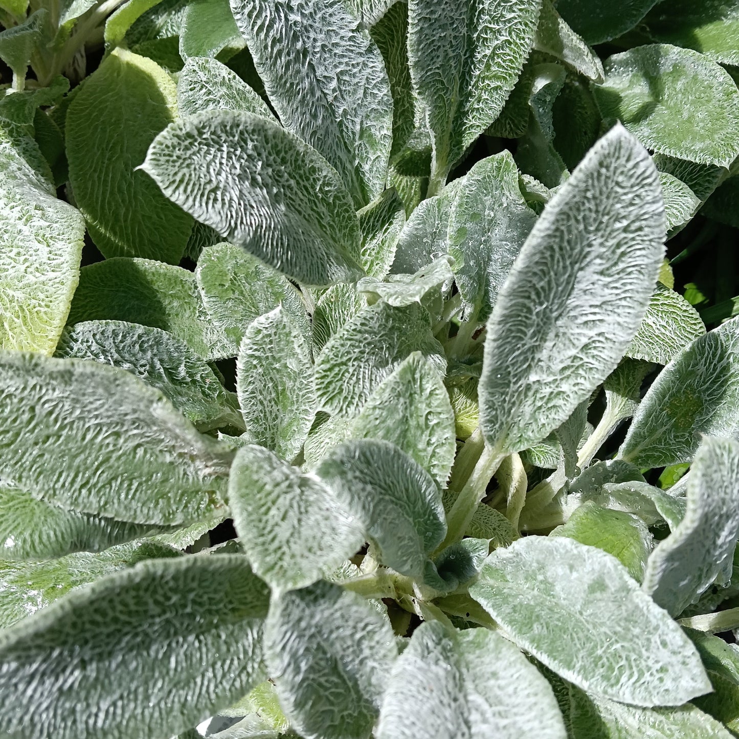 Stachys byzantina (Lamb's Ear) Pikirangi