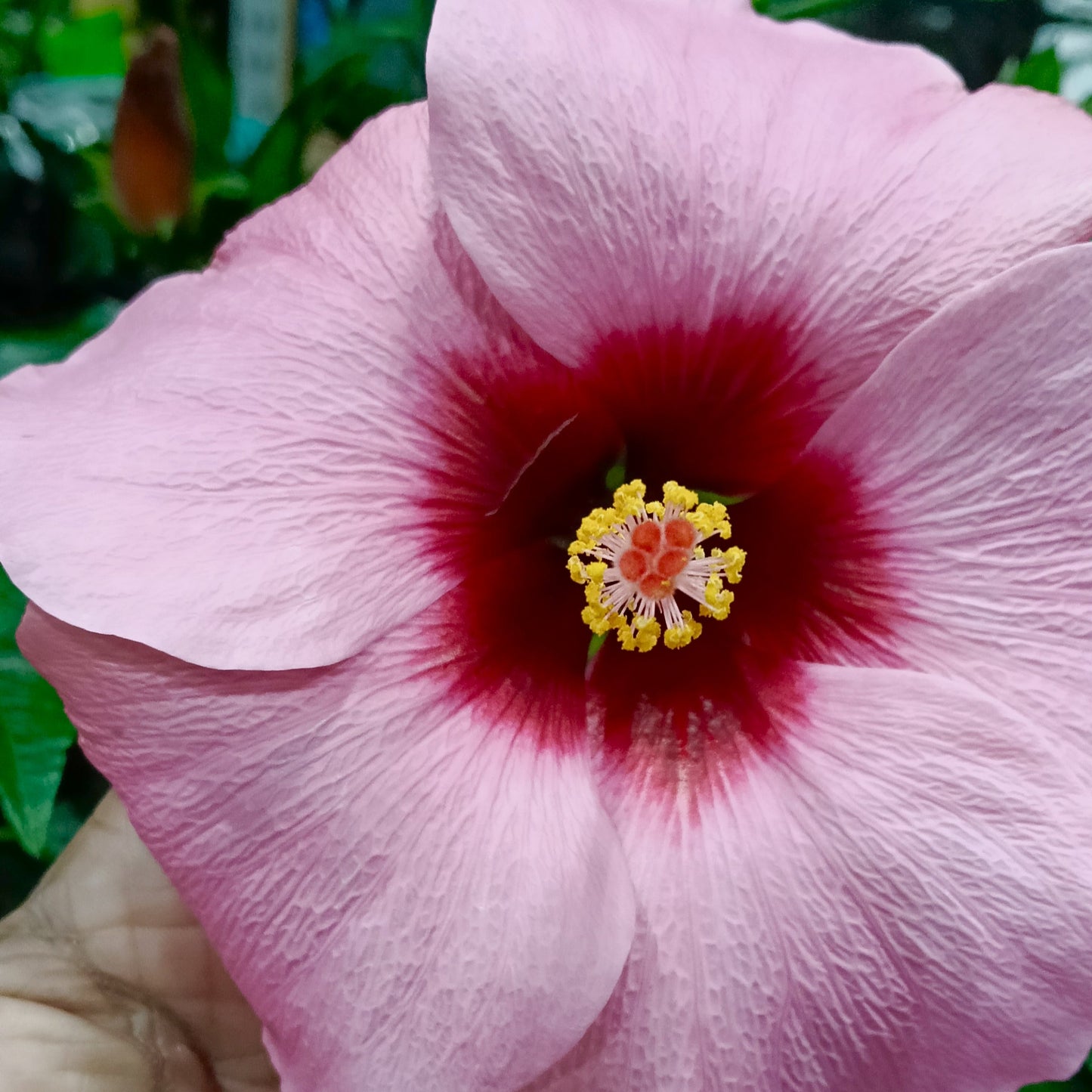 Hibiscus x rosa-sinensis HibisQs® 'Adonicus Rosa' Pikirangi