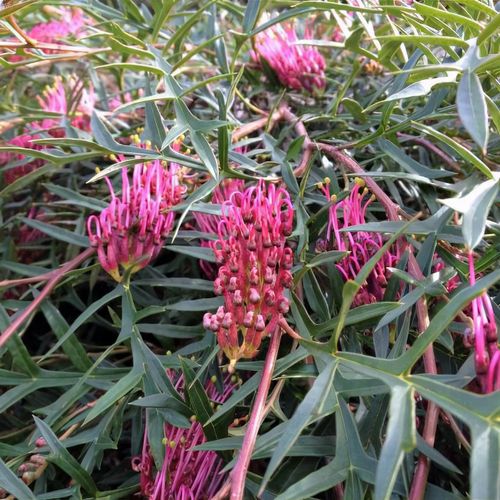 Grevillea 'Bronze Rambler' (Spider Flower) Pikirangi