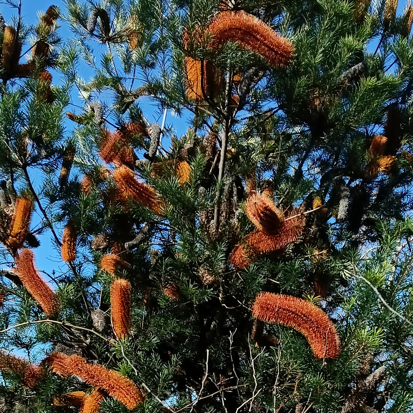 Banksia 'Giant Birthday Candles' (Giant Birthday Candles)