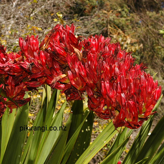 Doryanthes palmeri (Giant Spear Lily)
