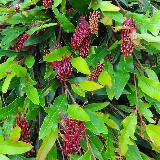 Grevillea 'Poorinda Royal Mantle' (Spider Flower)